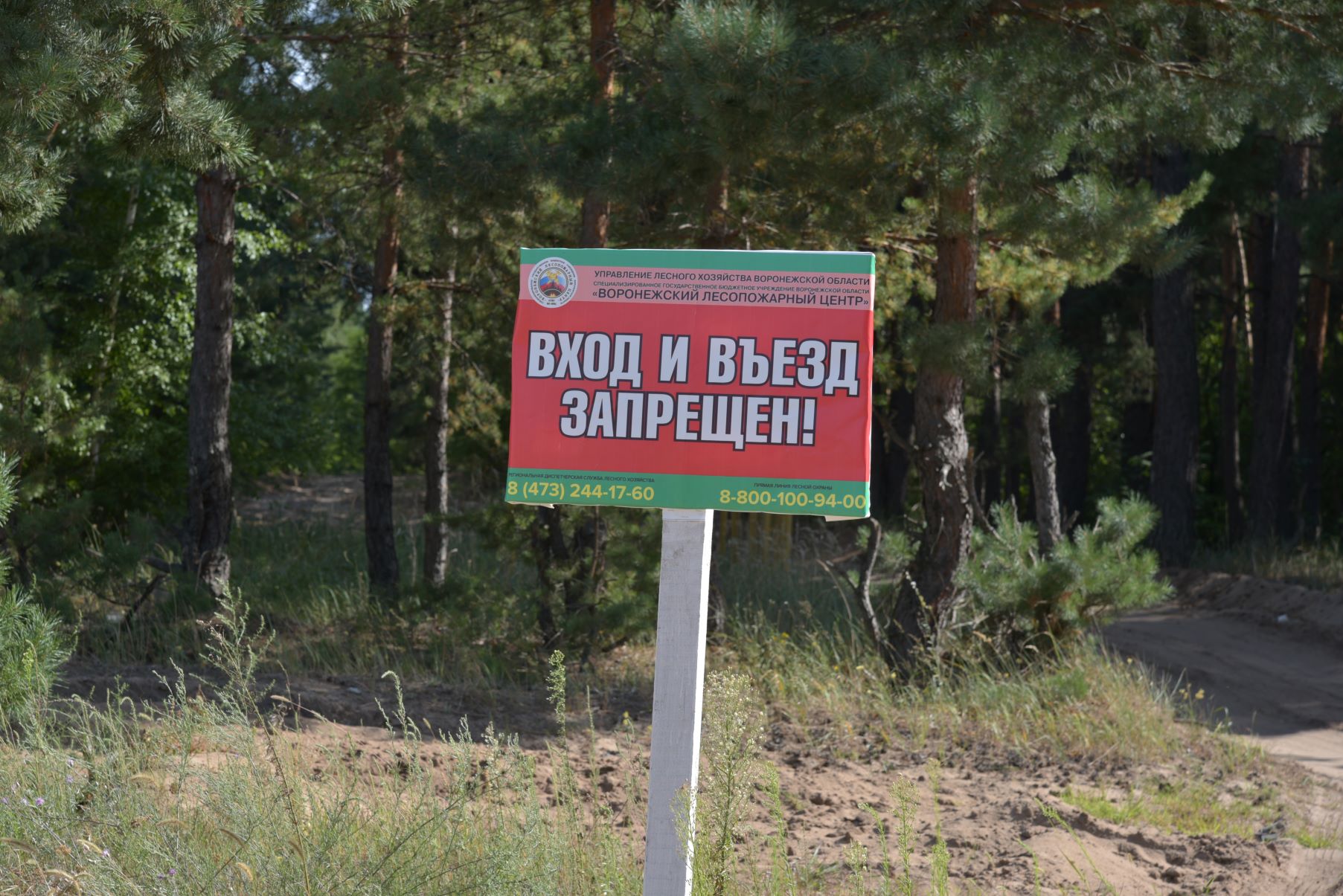 Какие штрафы грозят воронежцам за костёр или мангал в неположенном месте 