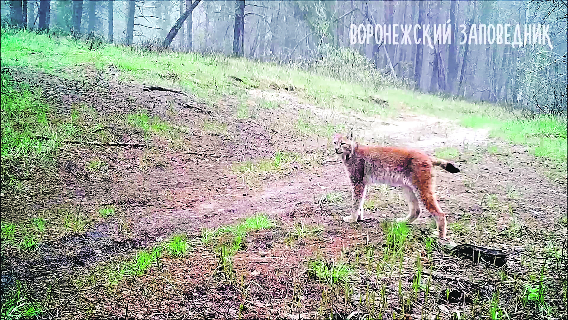 Почему в Воронежском заповеднике больше не водится рысь