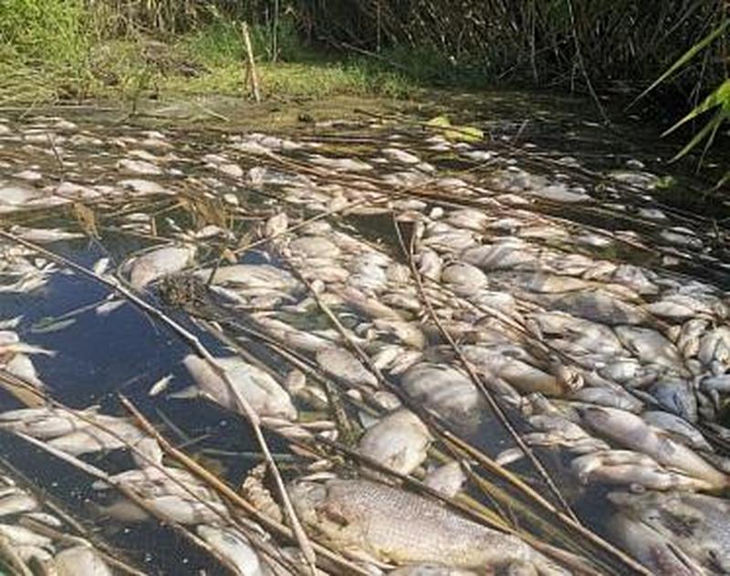  Найдена предварительная причина экологической катастрофы на воронежской реке Токай