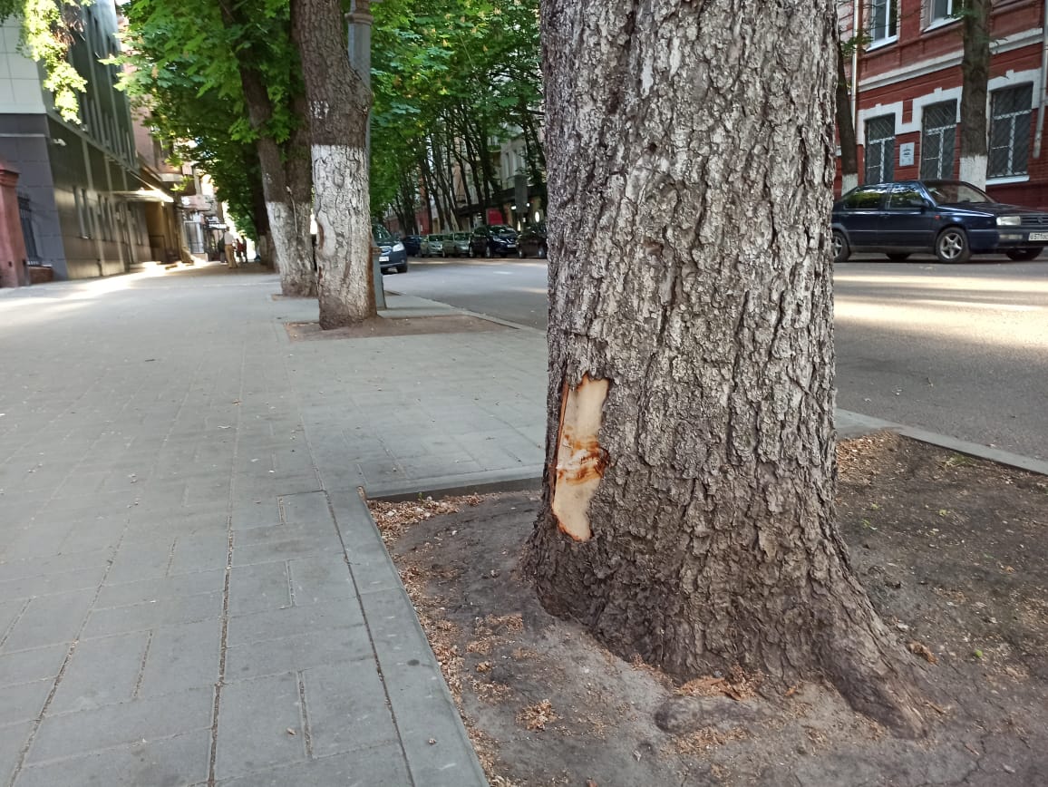 В центре Воронежа вандалы повредили старейшую каштановую аллею
