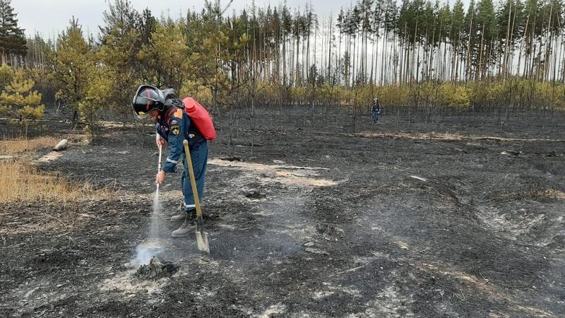 В Воронежской области усилят охрану лесов от пожаров