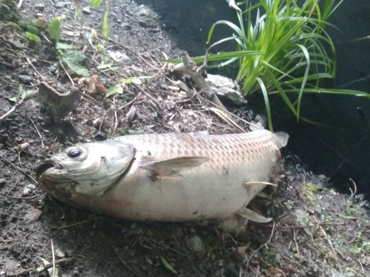 В Воронеже ищут виновника загрязнения сточными водами реки Песчанки 