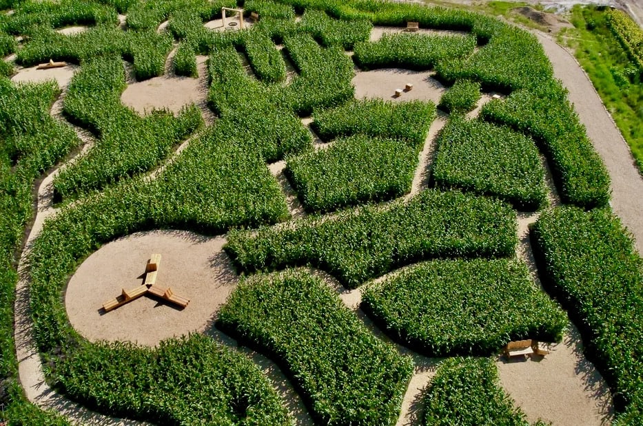 В парке под Воронежем открылся кукурузный лабиринт 