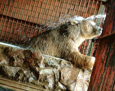 Мишка в ванной принимает душ. Фото Константина Толоконникова