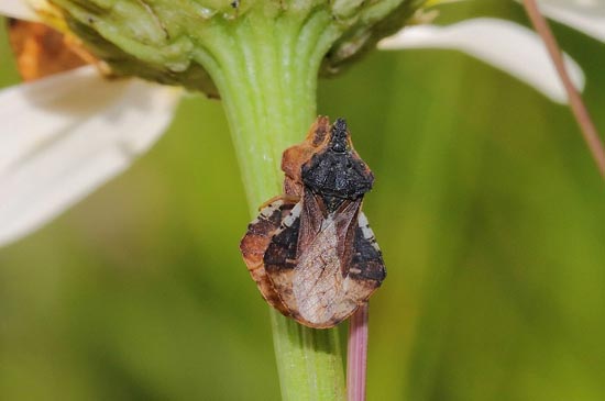 клоп Фимата