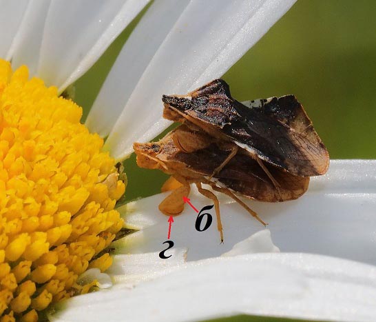 клоп-пересмешник