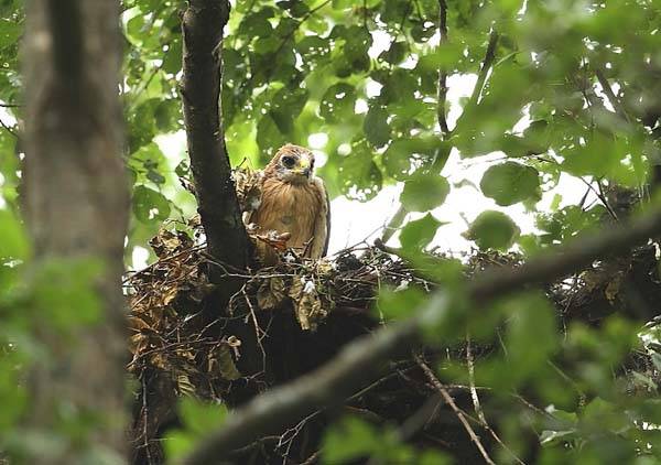 орел-карлик