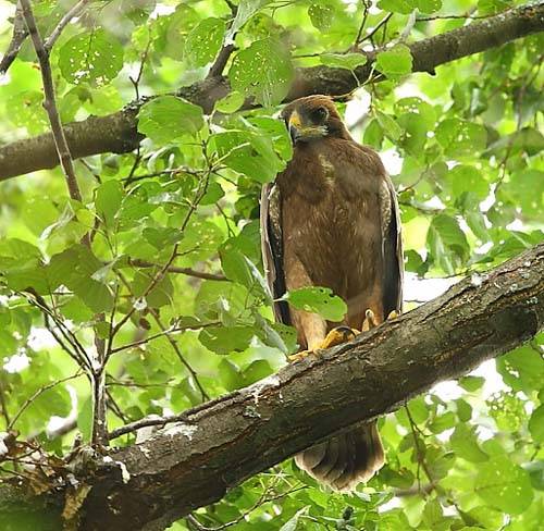 орел-карлик