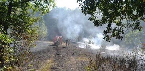 лесной низовой пожар