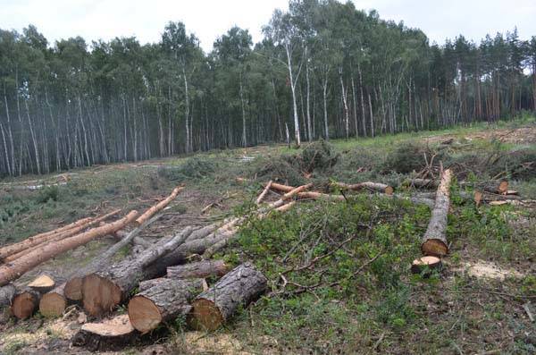 Северный лес