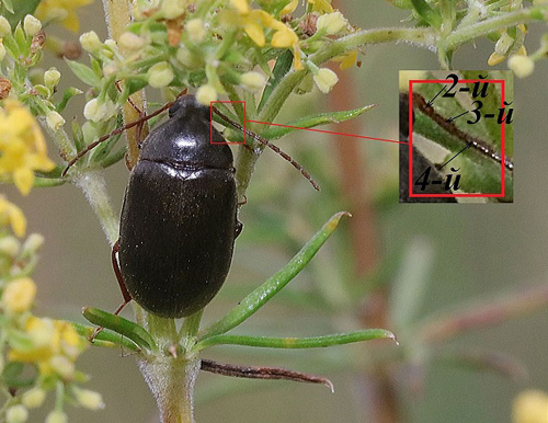 гименалия рыженогая 