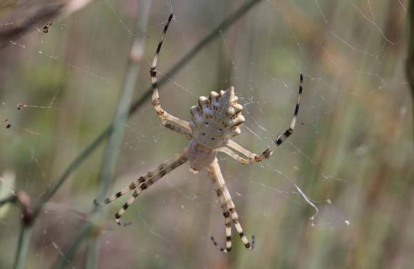 дольчатая аргиопа