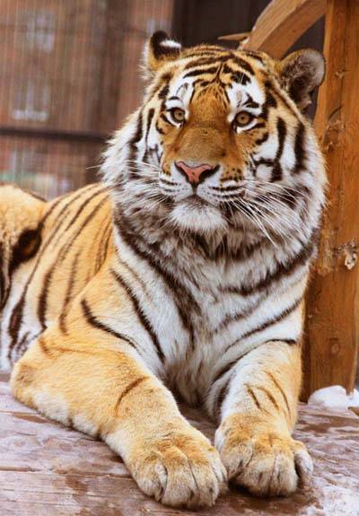 амурский тигр