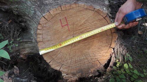 рубка дубов