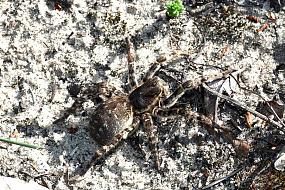 На нашествие огромных&hellip;