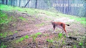 Почему в Воронежском&hellip;