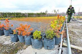 Воронежским лесам —&hellip;