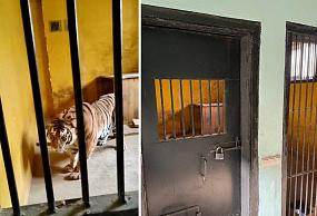 Амурского тигра-самца&hellip;