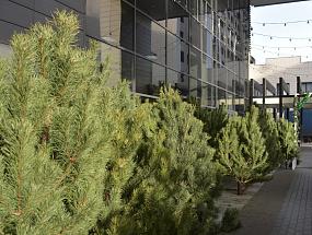 Где можно утилизировать ёлку в Воронеже