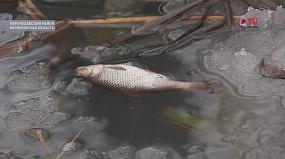 Воронежские экологи&hellip;