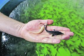 О незаконных строениях на&hellip;