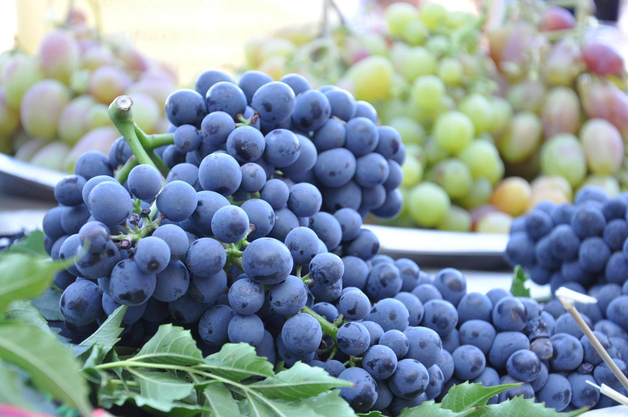 В Верхнемамонском районе состоялся Фестиваль винограда и вина