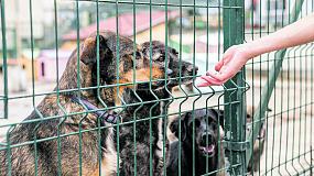 Воронежский приют для&hellip;