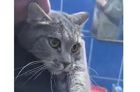 Чтобы спасти кота&hellip;