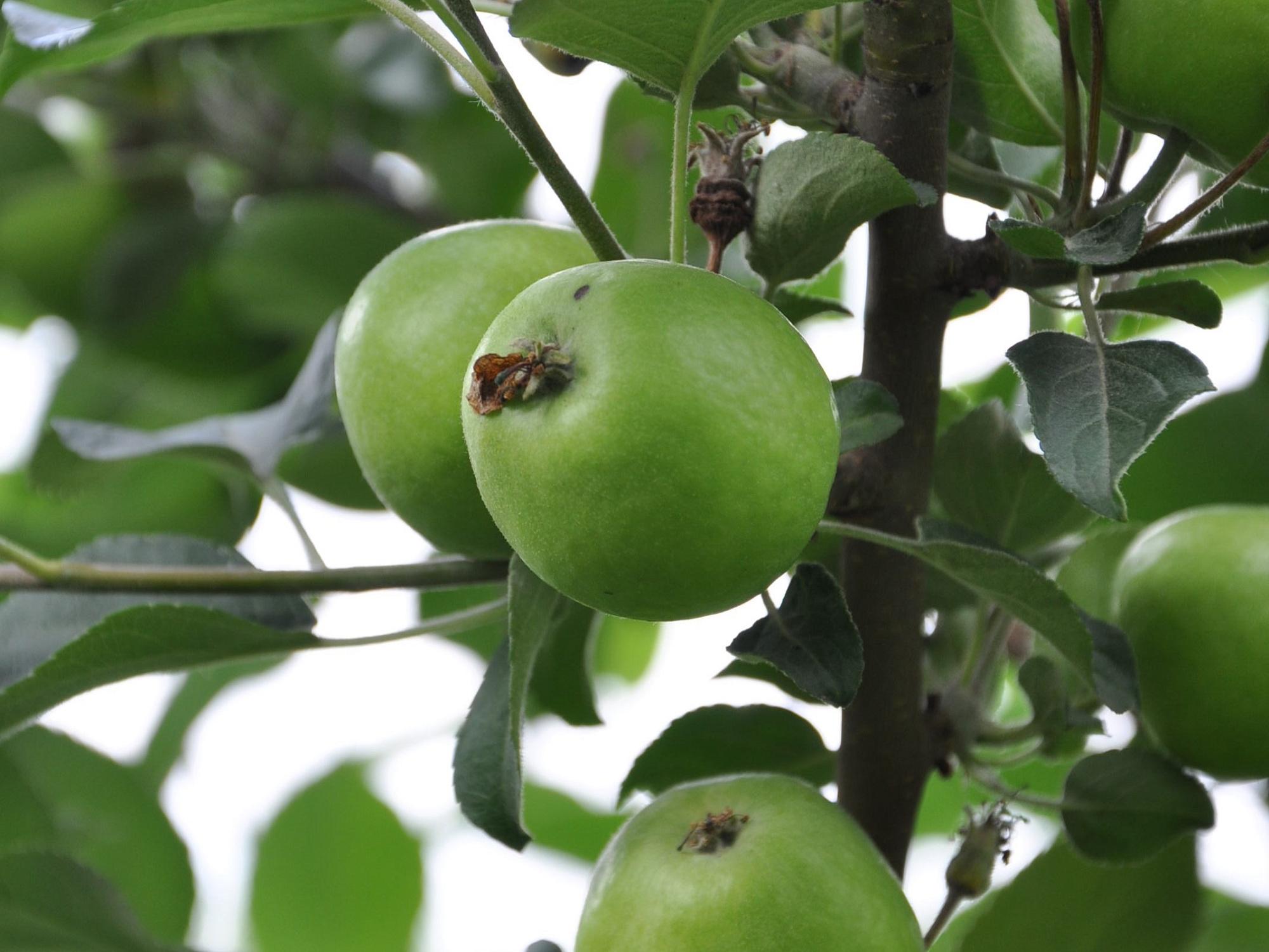 Какой урожай планируют получить воронежские садоводы в 2025 году