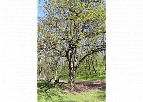 Современник Льва Толстого&hellip;